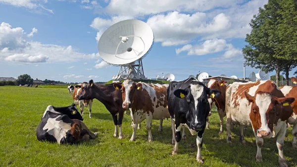 Cows Field Large Dish Receivers Satellite Communication Burum Netherlands — Stock Photo, Image