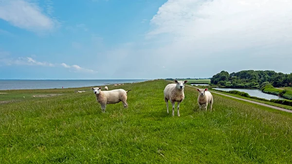 Owce Lesbie Morzu Wattowym Friesland Holandii — Zdjęcie stockowe