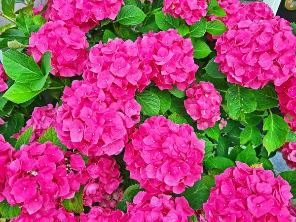 Blossoming Hortensia Flowers Summer Netherlands — Stock Photo, Image