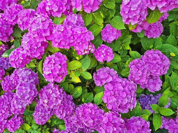 Purple Hortensia Flowers Summer — Stock Photo, Image