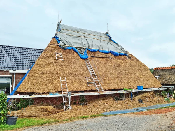 Making a new straw roof on a traditional farm house in the countryside from the Netherlands