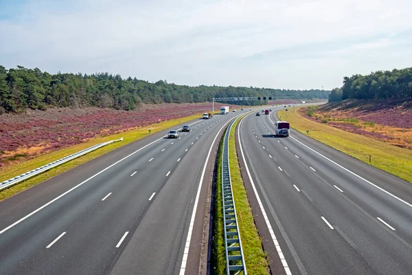 Autostrada Przez Las Kwitnącym Wrzosem Hoge Veluwe Holandii — Zdjęcie stockowe