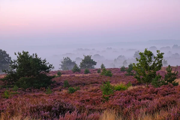 Kwitnące Wrzosy Parku Narodowym Hoge Veluwe Holandii — Zdjęcie stockowe