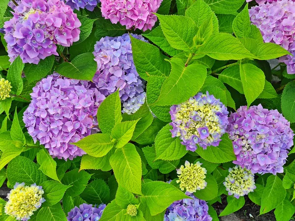 Blossoming Hortensia Flowers Summer Netherlands — Stock Photo, Image