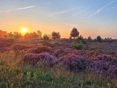 Hollanda 'daki De Hoge Veluwe Ulusal Parkı' nda gün doğumu