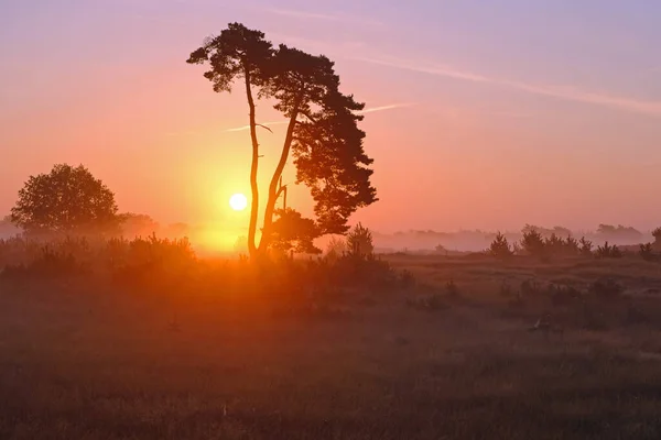 Soluppgång Nationalparken Hoge Veluwe Nederländerna — Stockfoto