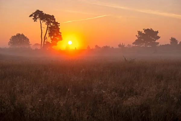 Wschód Słońca Mgłą Parku Narodowym Hoge Veluwe Holandii — Zdjęcie stockowe