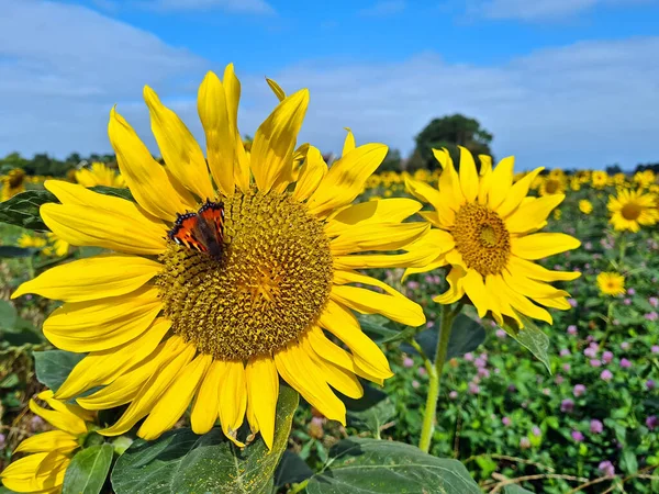 Blossoming Sunflowers Butterfly Fields Netherlands — Stock Photo, Image