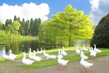 pek çok yaban kazları bir gölde