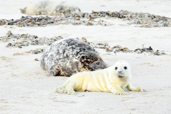 Moeder en baby zeehond — Stockfoto