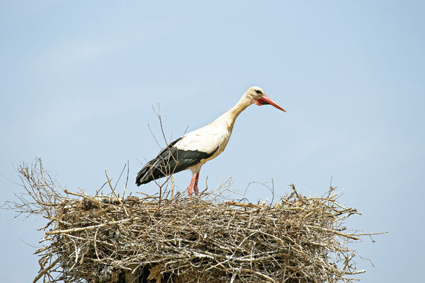 White stork