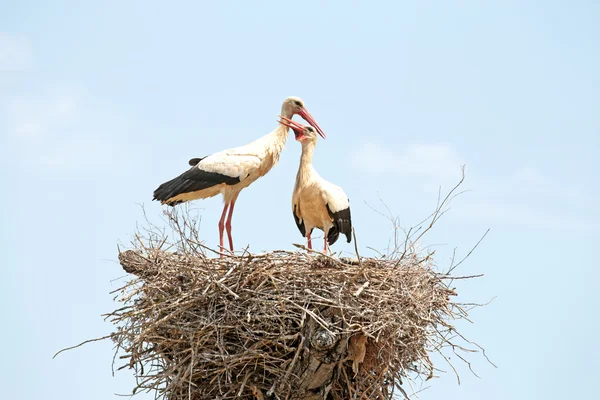 Couple of Storks — Stock Photo, Image