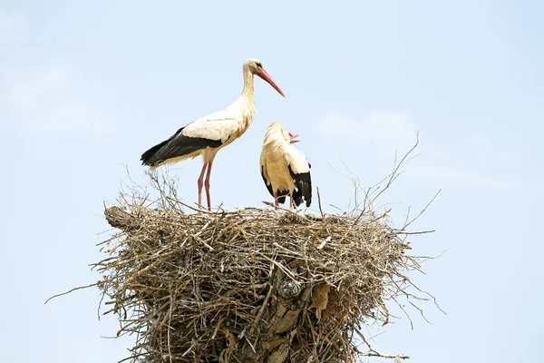 二つのコウノトリ — ストック写真