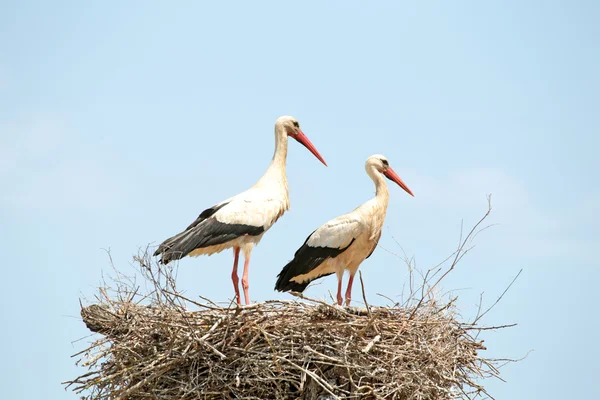 二つのコウノトリ — ストック写真