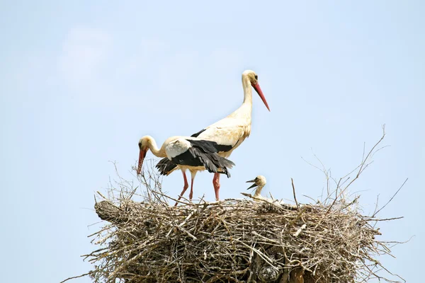 Några storkar — Stockfoto