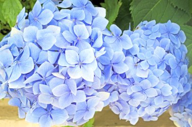 Mavi sümbül çiçekleri