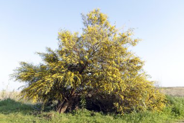 çiçek açması Mimoza ağaç