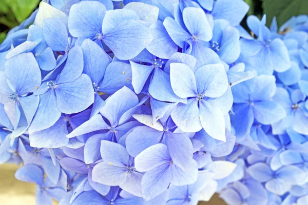 Blue hyacinth flowers — Stock Photo, Image