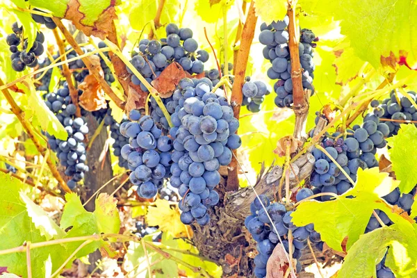 Rijp blauwe druiven op een boom — Stockfoto