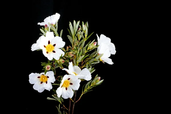 Gum rockrose — Stock Photo, Image