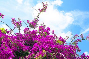 Bougainvillea çiçek