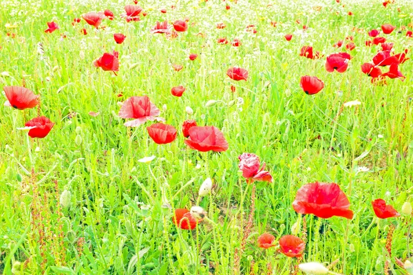 Poppy flowers  field — Stock Photo, Image