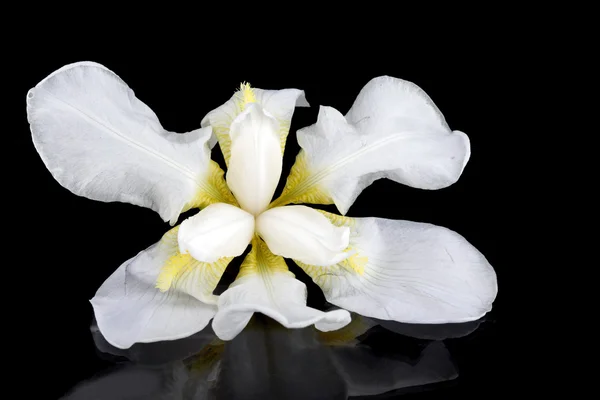 Λευκό λουλούδι — Φωτογραφία Αρχείου