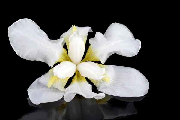 White flower — Stock Photo, Image