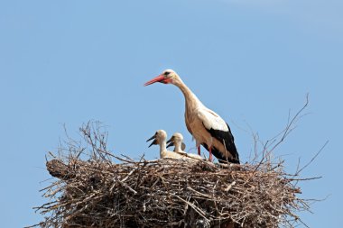 Genç bebek leylek yuvası üzerinde ile beyaz leylek