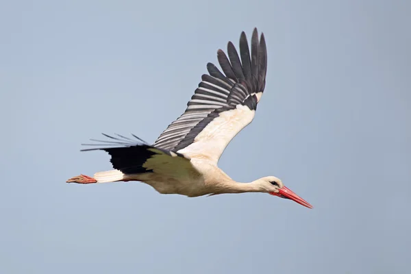 White stork in flight — Stock Photo, Image