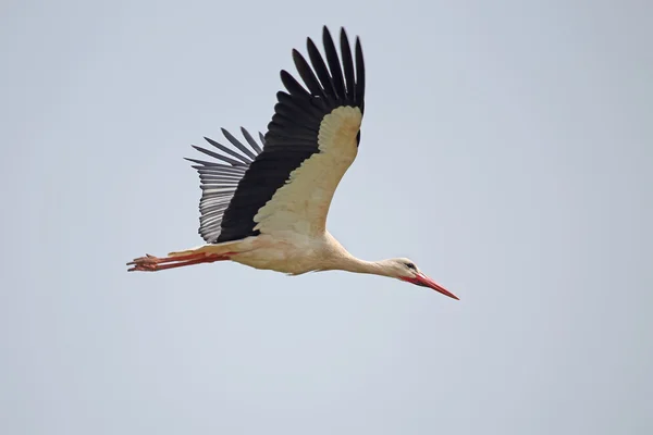 White stork in flight — Stock Photo, Image