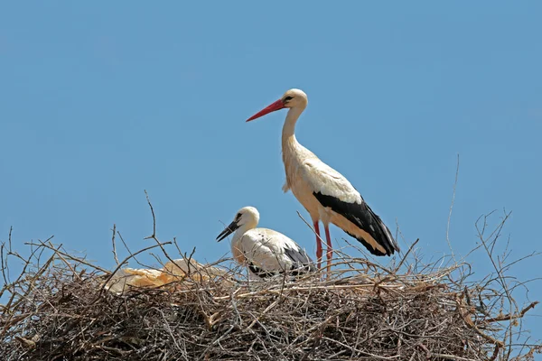 Cigüeña blanca con cigüeña bebé en el nido — Foto de Stock