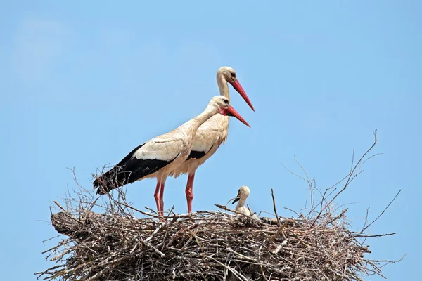 Cigognes blanches avec de jeunes cigognes sur le nid — Photo