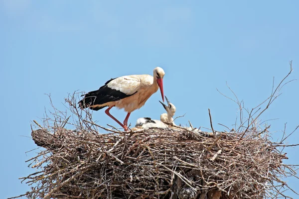 Vit stork med ung baby stork på boet — Stockfoto