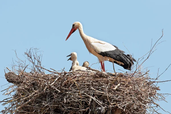 Cigogne blanche avec jeune cigogne sur le nid — Photo