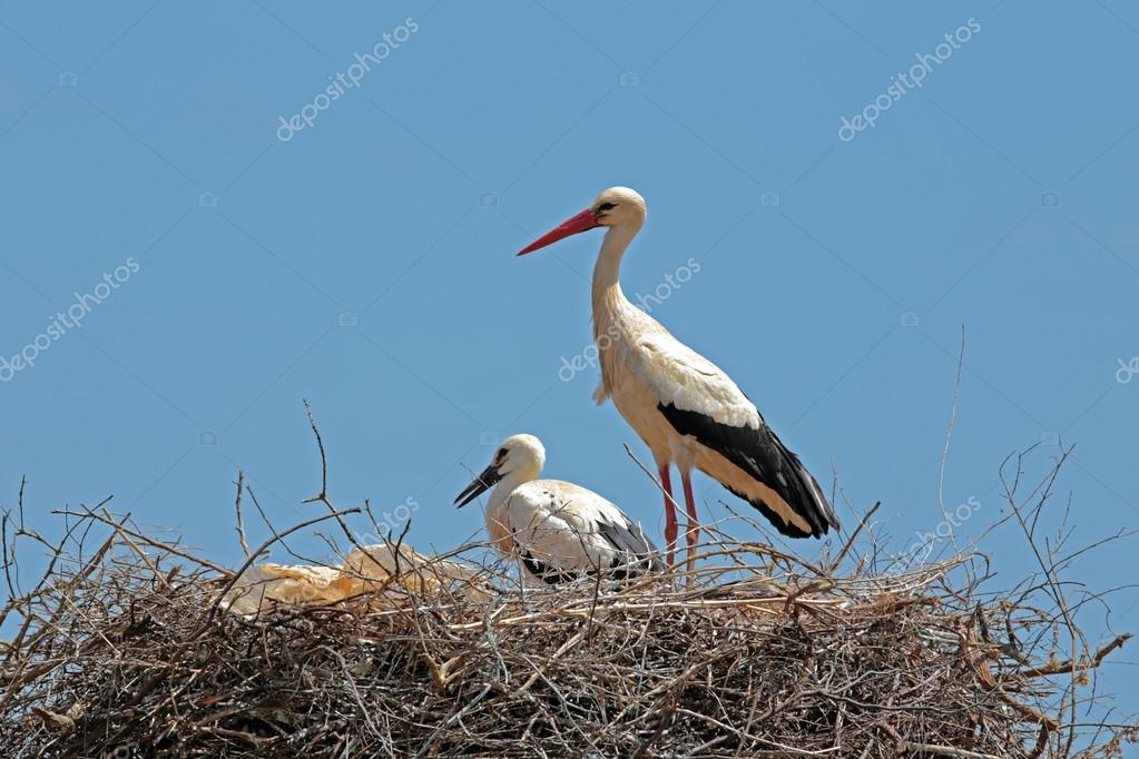 Bebe Cigogne Images Libres De Droit Photos De Bebe Cigogne Depositphotos