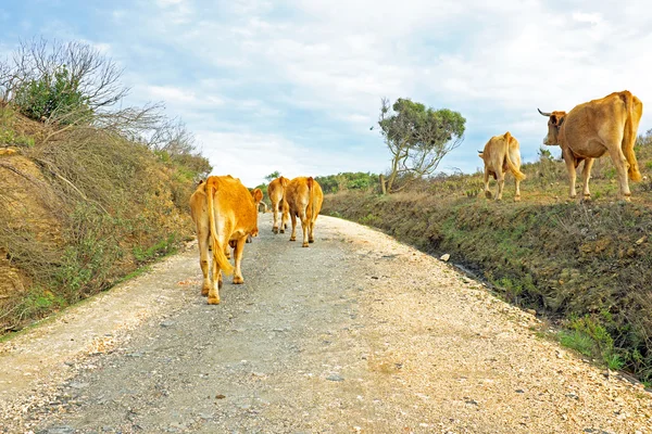 Vacas no campo — Fotografia de Stock