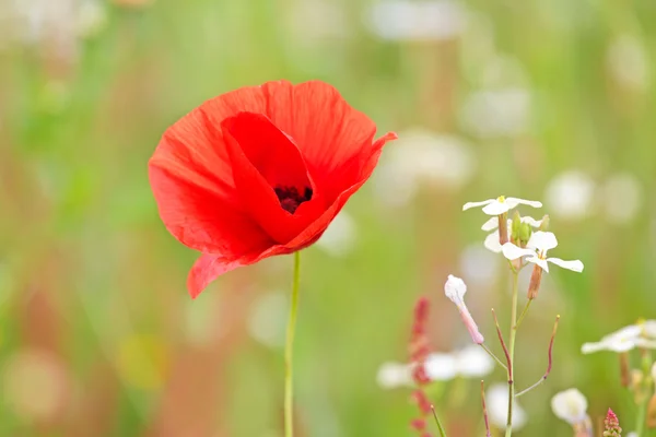 Poppy flower in the field in spring — Stock Photo, Image