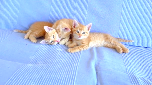 Lindos gatitos jugando — Vídeos de Stock