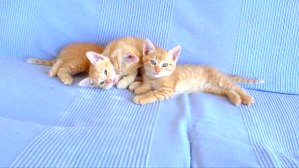 Cute kittens playing — Stock Video