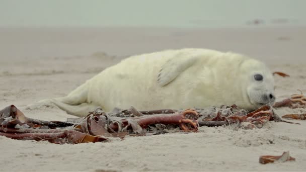 Серый тюлень — стоковое видео