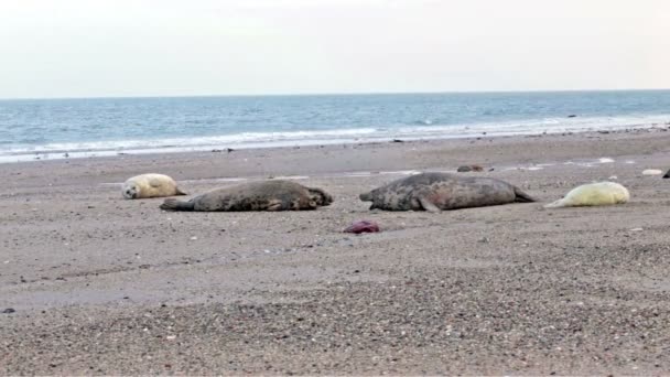 Unga sälar på stranden — Stockvideo