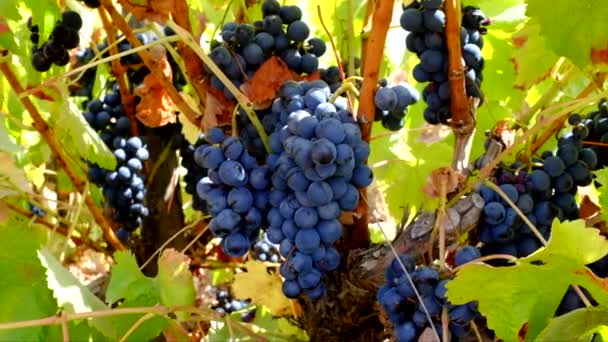 Uvas azules maduras en un árbol — Vídeo de stock