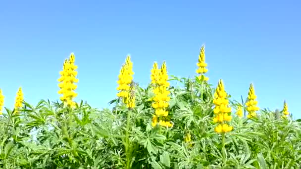 Flores amarelas de tremoço — Vídeo de Stock