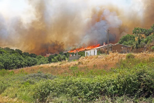 Enormi incendi boschivi — Foto Stock