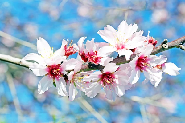 Flores de almendras florecientes —  Fotos de Stock