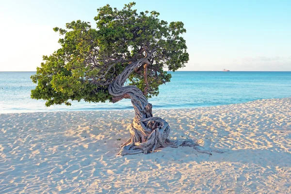 Árbol Divi divi en la isla de Aruba — Foto de Stock