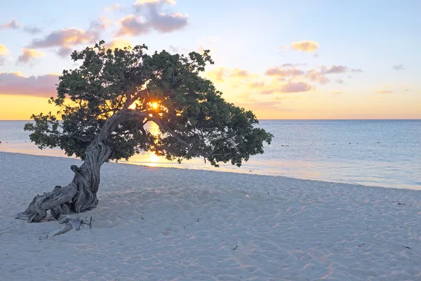 A divi fa Divi aruba-sziget — Stock Fotó