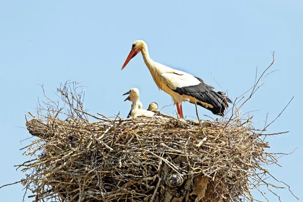 White stork with young baby stork — Stock Photo, Image