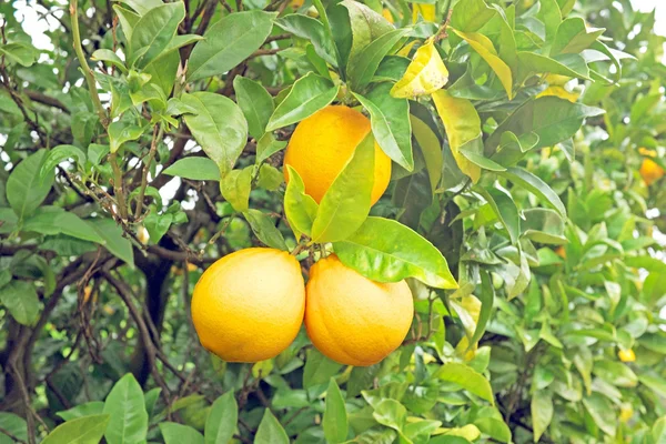 Naranjas maduras sobre naranjo — Foto de Stock